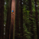 Illustration for article titled Watch This Guy Free Climb A Giant Redwood